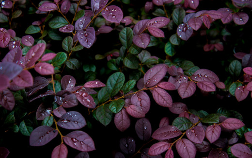 1455625 (a): :2560x1600